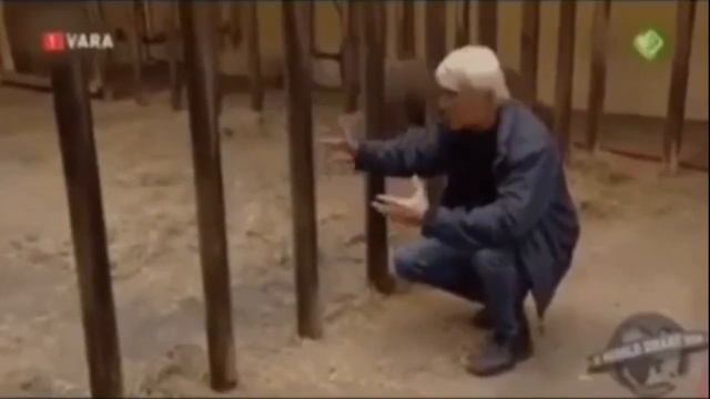 Даже детёныши носорогов являются очень опасными существами смотреть онлайн