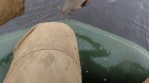 ПОДНЯЛИ СЕТЬ И ОХРЕНЕЛИ! ОТКУДА ЗДЕСЬ СТОЛЬКО РЫБЫ??? ПРОВЕРКА СЕТЕЙ НА ОЗЕРЕ. РЫБАЛКА В КОМИ КРАЕ.