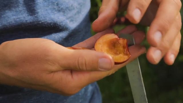 Слива «Генеральская» - суперскороспелый и урожайный сорт смотреть онлайн