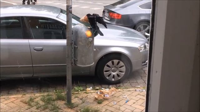 Intelligency Of Carrion Crow (Corvus Corone Corone)