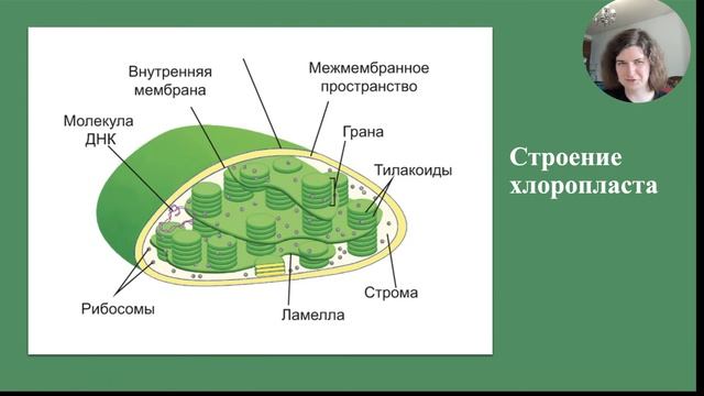 Самое важное о клетке смотреть онлайн