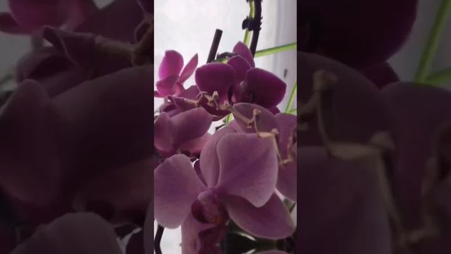 Мои орхидеи 🥰 #красиво #душапоет #цветы смотреть онлайн
