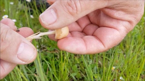 Marasmius oreades - Senderuela- Carrerilla- Fairy Ring Mushrooms- Scotch Bonnet