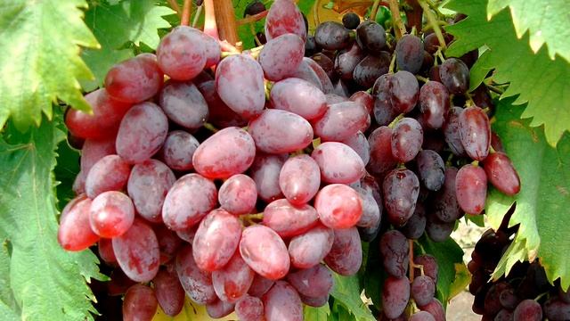 @Сорта винограда на Полтавщине. Часть 1 смотреть онлайн