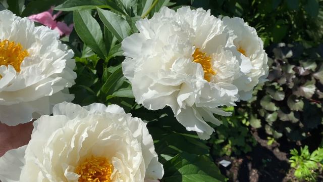 Пион peony Petite Porcelain смотреть онлайн