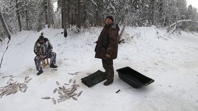 МОХТИК И ЗИМНЯЯ СОРОГА (ПЛОТВА), ПРИЯТНО ПИЩИТ ЛЕСКА! ЗИМНЯЯ РЫБАЛКА В ПЕРВОЛЕДЬЕ НА ТАЁЖНОЙ РЕКЕ! смотреть онлайн