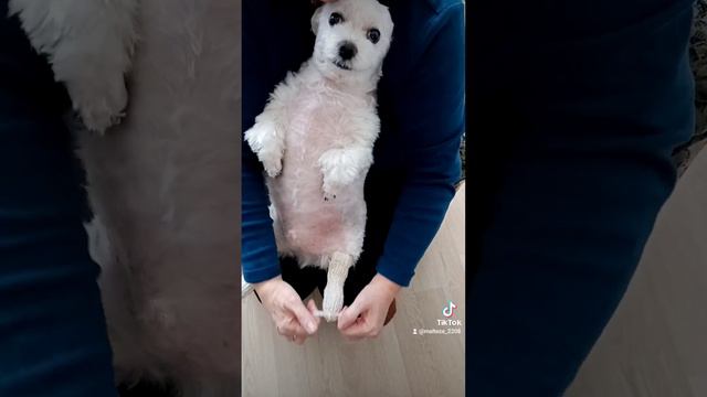 Мальтезе собирается гулять Зимой смотреть онлайн
