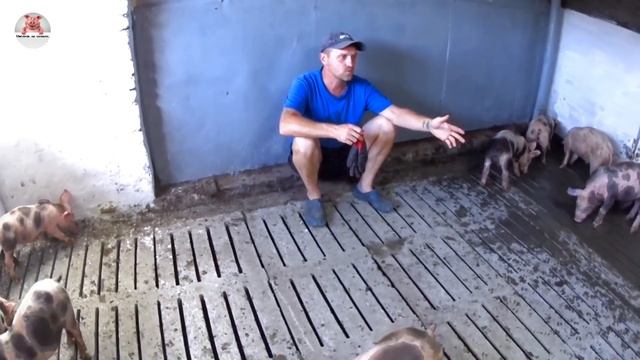 Новые жители на щелевых полах в свинарнике / Заработок на свиноводстве или как заработать в деревне смотреть онлайн