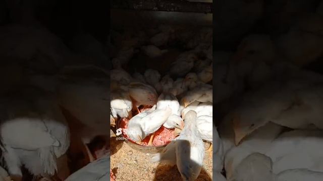 МЯСО ЦЫПЛЯТАМ! смотреть онлайн