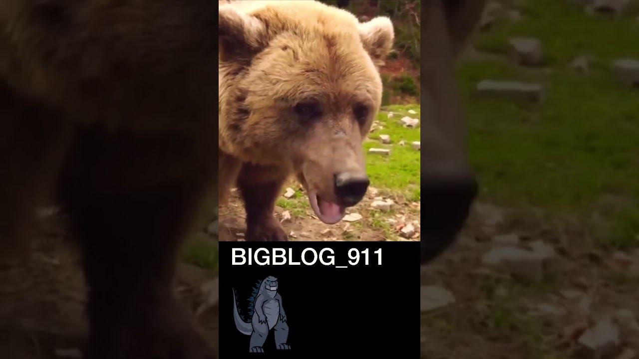 #shorts #медведь #bigblog_911