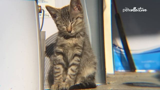 15 Minutes Of Kittens | CUTEST Kitten Videos ?