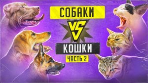 Бесконечная война собак и кошек (Часть 2) Примирение