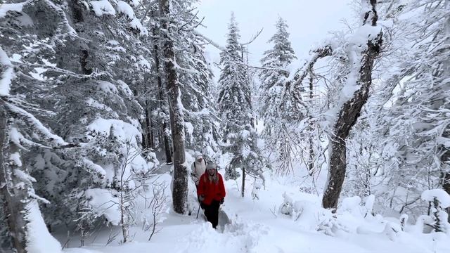 Гора Изюбриная. Попали в зимнюю сказку. Чудеса случаются❄️ #зимнийлес #сказка #красотка
