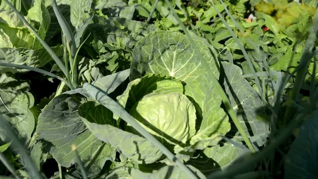 ПАРУ КАПЕЛЬ И НЕТ ВРЕДИТЕЛЕЙ НА КАПУСТЕ! КАПУСТА РАСТЁТ НА ГЛАЗАХ БЕЗ ВРЕДИТЕЛЕЙ И БОЛЕЗНЕЙ! смотреть онлайн