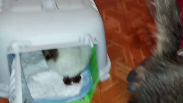 Лютик заболел 🤕. День до выставки. смотреть онлайн