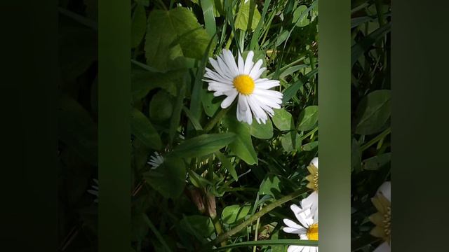 Природа, цветы смотреть онлайн