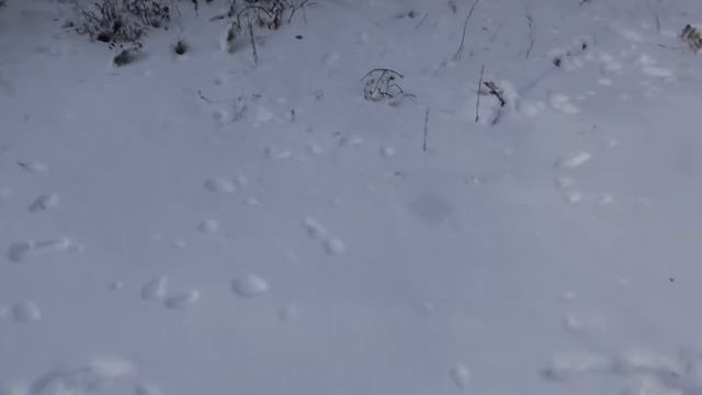 Поездка в Нилову пустынь и прогулки по Тункинской долине смотреть онлайн