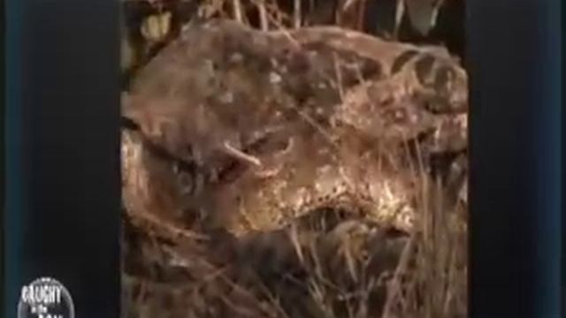 MalaMala - CITA - Honey Badger takes on python смотреть онлайн