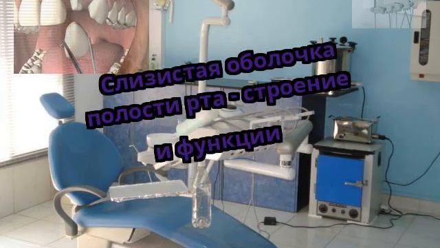 Слизистая оболочка полости рта - строение и функции смотреть онлайн