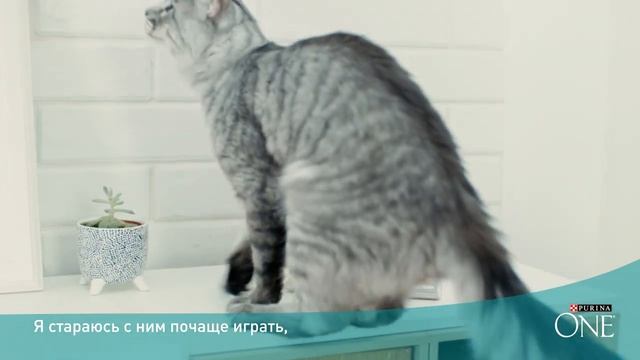 История котенка Зевса. Новые приключения. 10-12 месяцев.