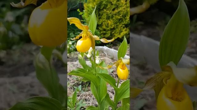 Венерин башмачок Пубесценс. Циприпедиум / Башмачок пушистый Cypripedium pubescens смотреть онлайн