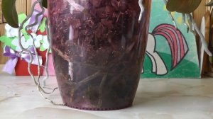 Зеленый налет, мох в горшке с орхидеей. Как убрать мох из горшка? Зеленые водоросли в горшке