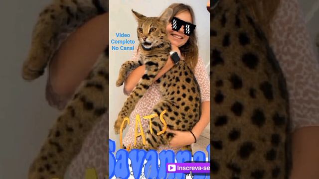 raca Savannah cats curiosidades sobre esta raza de gato смотреть онлайн