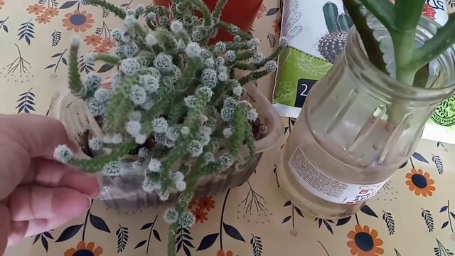 Дождалась 😀 АЛОЭ выпустил корни 🌱 КАКТУС -- в грунт 🌵 смотреть онлайн