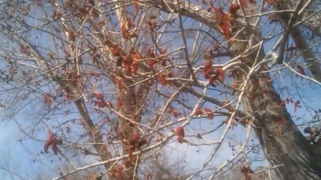 Красные сережки тополя, опыляют пчелы. смотреть онлайн