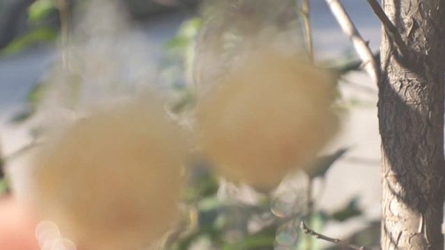 "Alluring peonies" | Collection of earrings | Silver jewelry смотреть онлайн