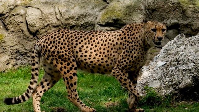 Интересные факты о гепарде(Interesting facts about the cheetah). смотреть онлайн