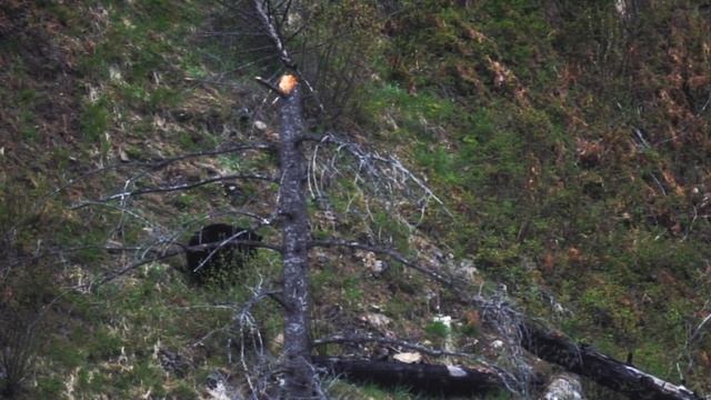 BEAR FALLS OFF CLIFF!!! #GrittyBits смотреть онлайн