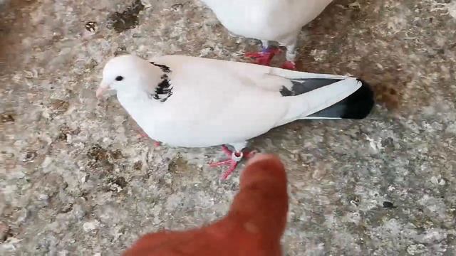 Через год прилетел мой голубь. A year later, a dove flew. смотреть онлайн
