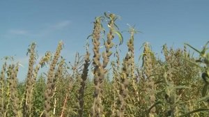 Кунжут/как растет/интересно знать