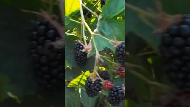 Ежевика Гай сладкая транспортабельная ароматная урожайная#shorts смотреть онлайн