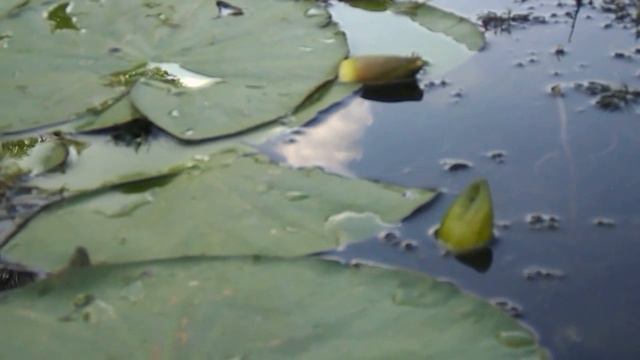 НЕ ЗРИВАЙТЕ ВОДЯНИХ ЛІЛІЙ смотреть онлайн