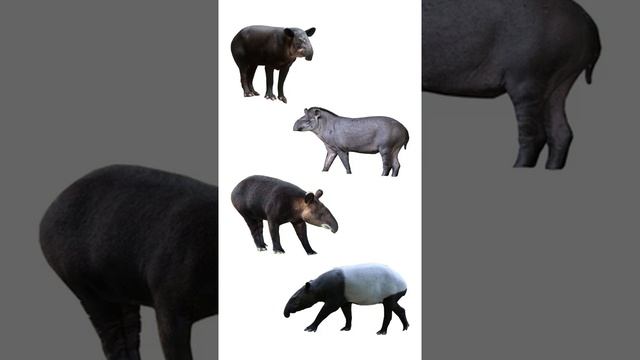 Types Of Tapir | Species Of Tapir | #tapirs #shorts смотреть онлайн