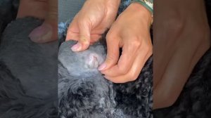 Выщипываем шерсть из уха собаке | Пудель | Секреты ухода