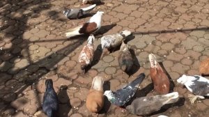 Витамины для голубят. Средство от бесплодия для голубок.