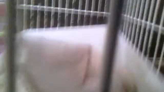 Хомяки канала Жизнь животных смотреть онлайн