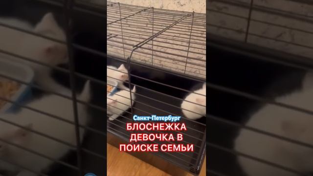 Белоснежная девочка в поиске дома! Санкт-Петербург Колпино