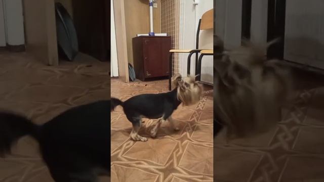 Девочка йоркширского терьера убрала на лето лишнюю шерсть. /стрижка собак. смотреть онлайн