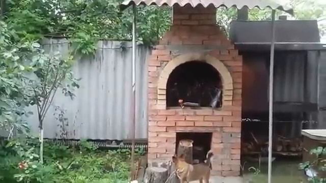 Собака плачет, что кот ушел. смотреть онлайн