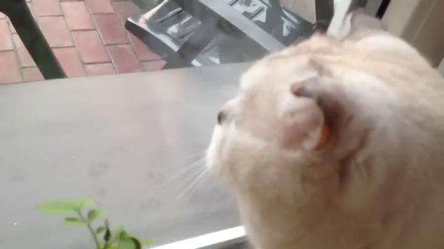 Кот завёл мотоцикл смотреть онлайн