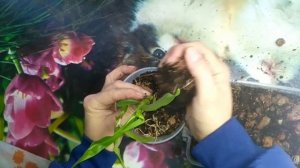 Готовлю грунт для дендробиума Нобеле/пересадка детки/