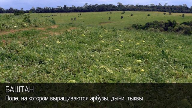 Баштан. Толковый Видеословарь русского языка смотреть онлайн