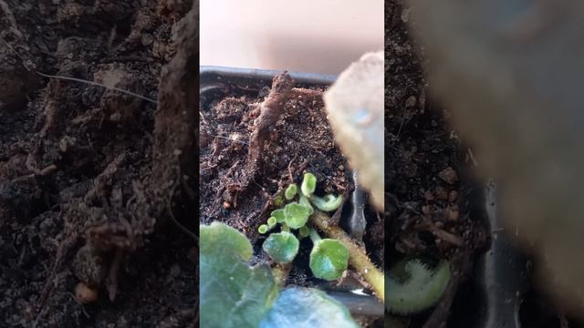 Рождение деток фиалки смотреть онлайн