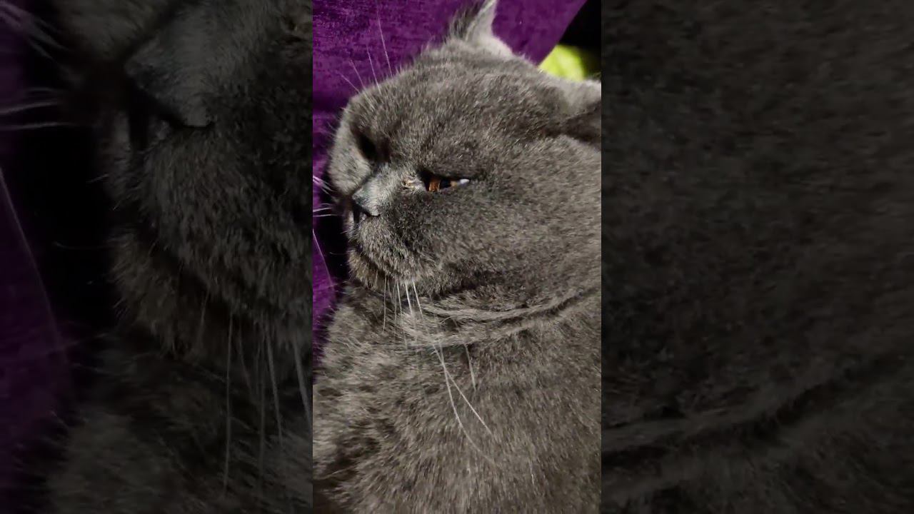 ▷Котик устал◁ смотреть онлайн