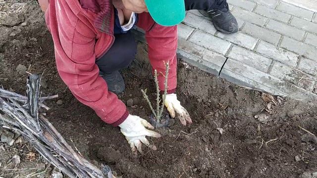 как правильно посадить плетистую розу смотреть онлайн