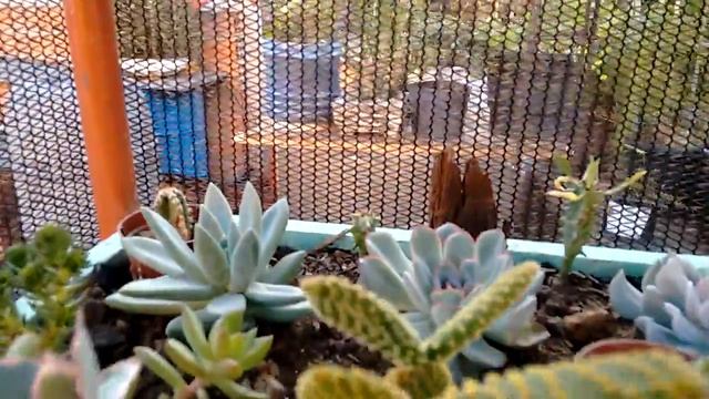 Cactus Stapelia Grandiflora смотреть онлайн